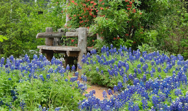 Bring on the Bluebonnets: 4 Wildflower Festivals