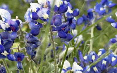 Love Bluebonnets? October is the Optimum Month to Plant.