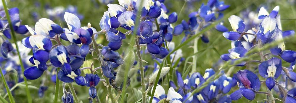 when to plant bluebonnets