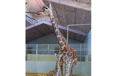 Baby Giraffes Delight Hill Country Visitors