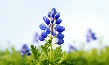 Why Our Buebonnets Are So Special