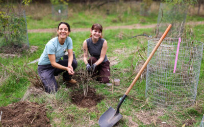 Grow Your Green Space With Free Trees in Austin